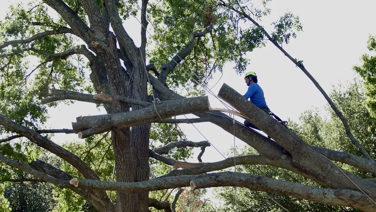 Professional Crown Thinning performed by certified arborists in Chauncey