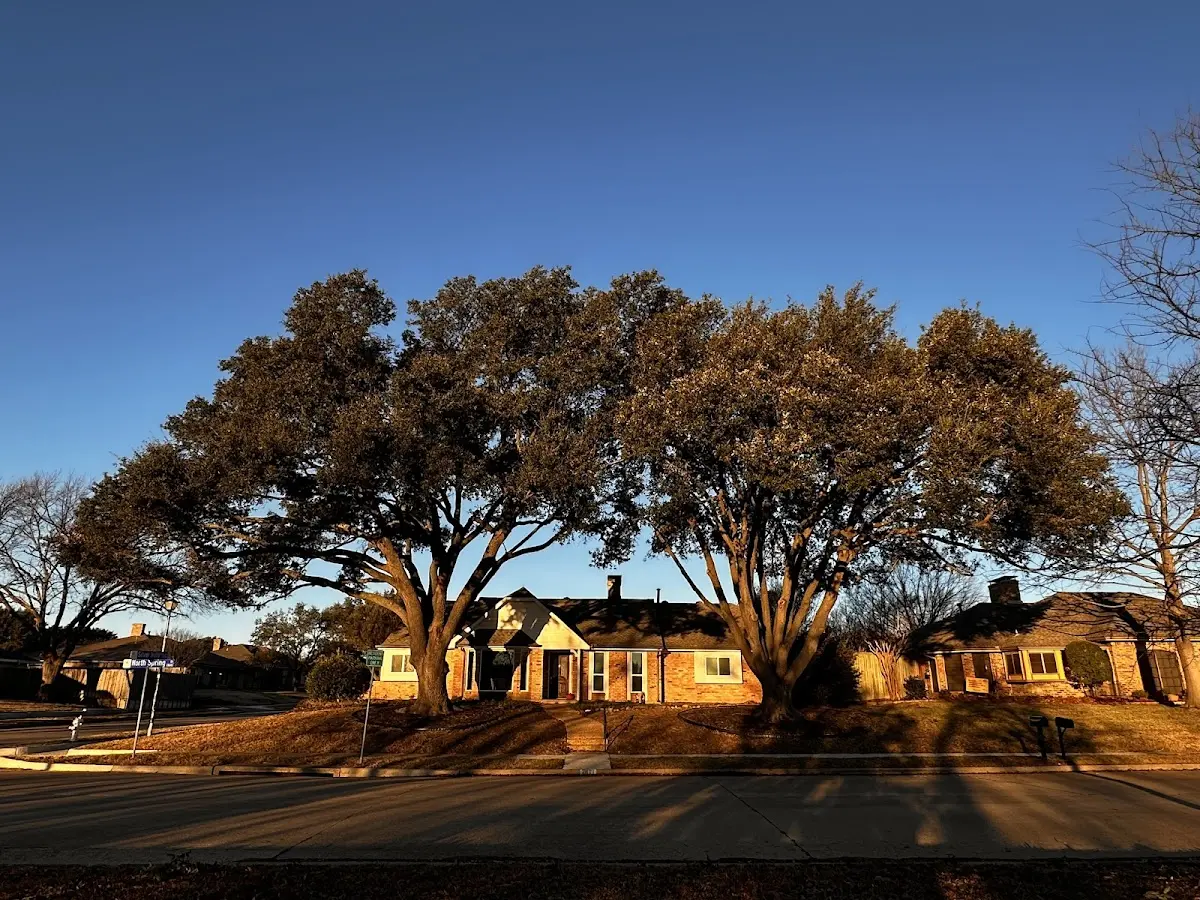 Established residential canopy tree shading a home in Chauncey